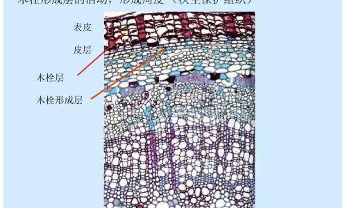 天然竹杯泡水喝的功效网竹杯子喝水的危害知识网站,分享竹杯泡茶对身体有害吗大全